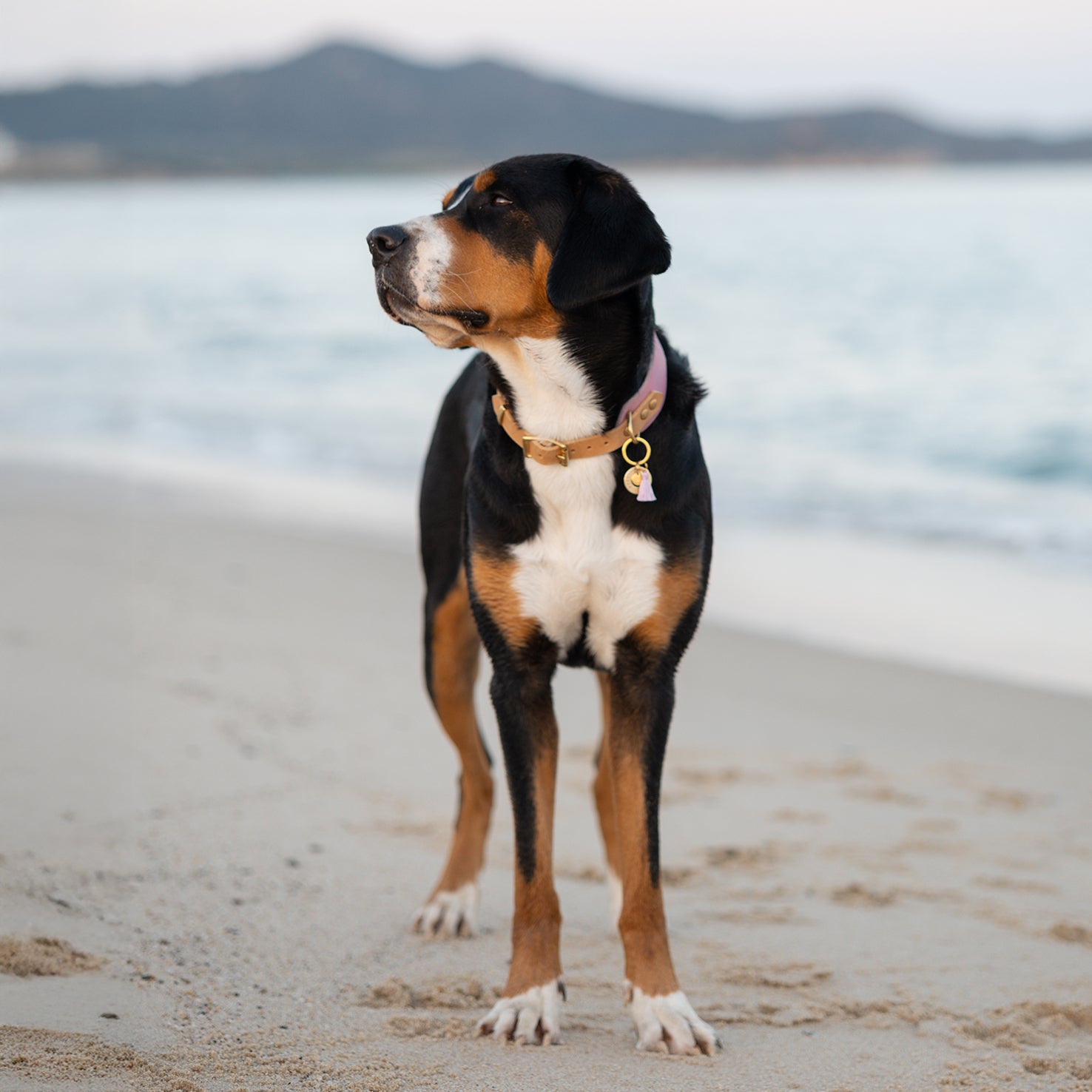 Personalisierte Hundemarke Scheibe Ø 25 mm mit Anhänger