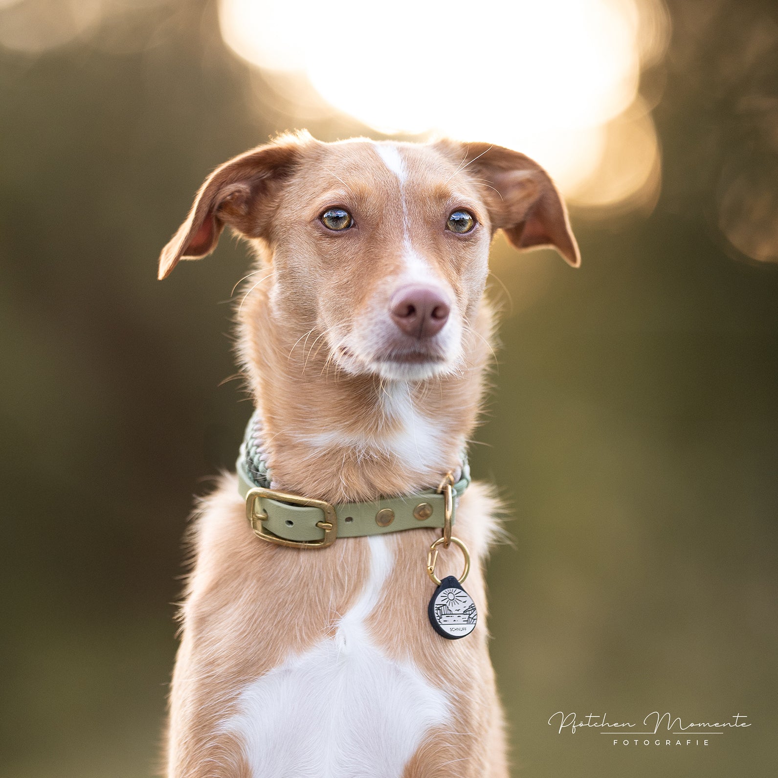 Silikon Hundemarke ® Taupe | Ø 25mm