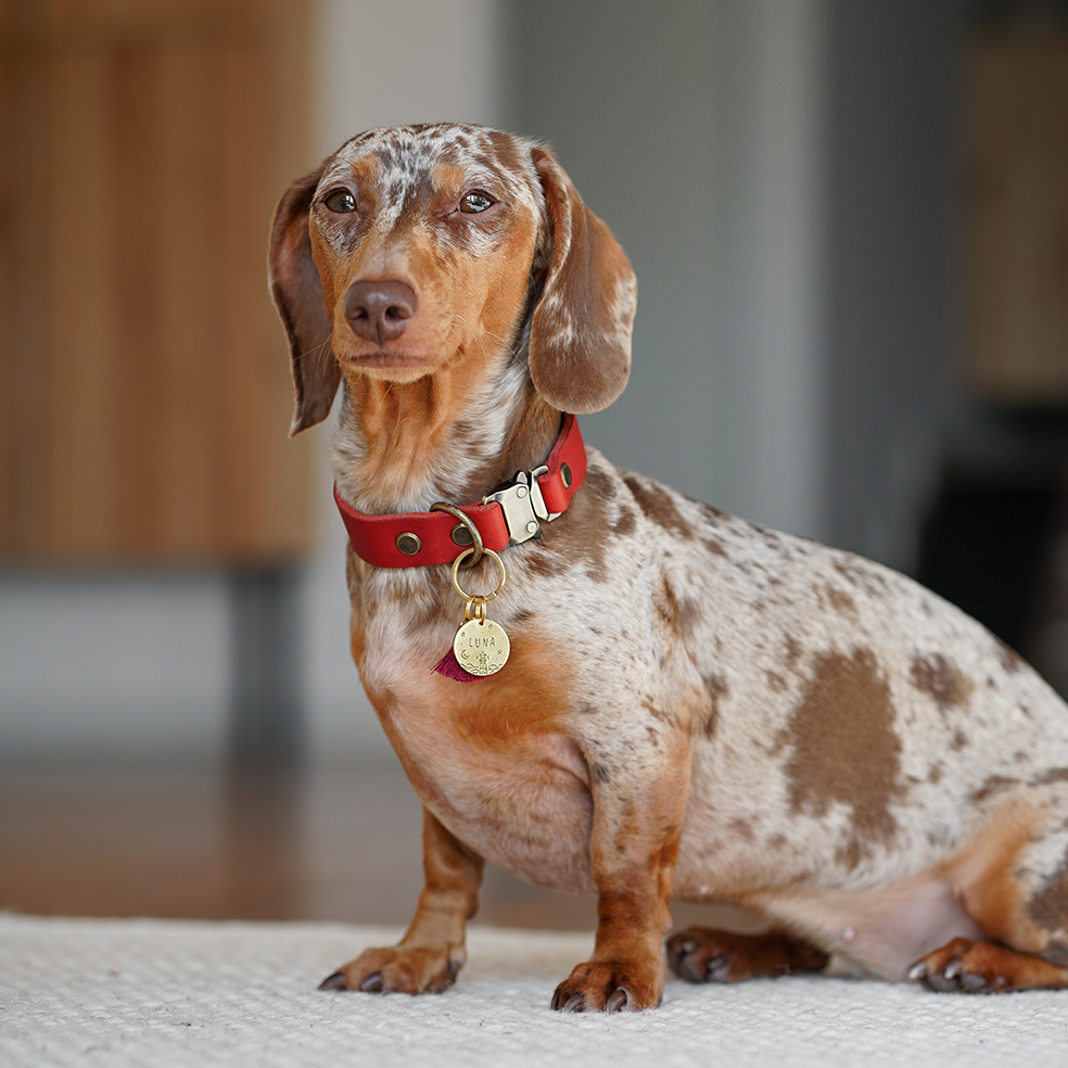 Personalisierte Hundemarke Rund Ø 20mm
