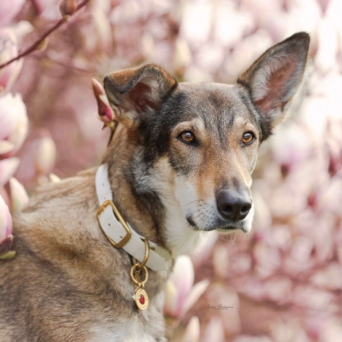 Personalisierte Hundemarke Scheibe Ø 25 mm