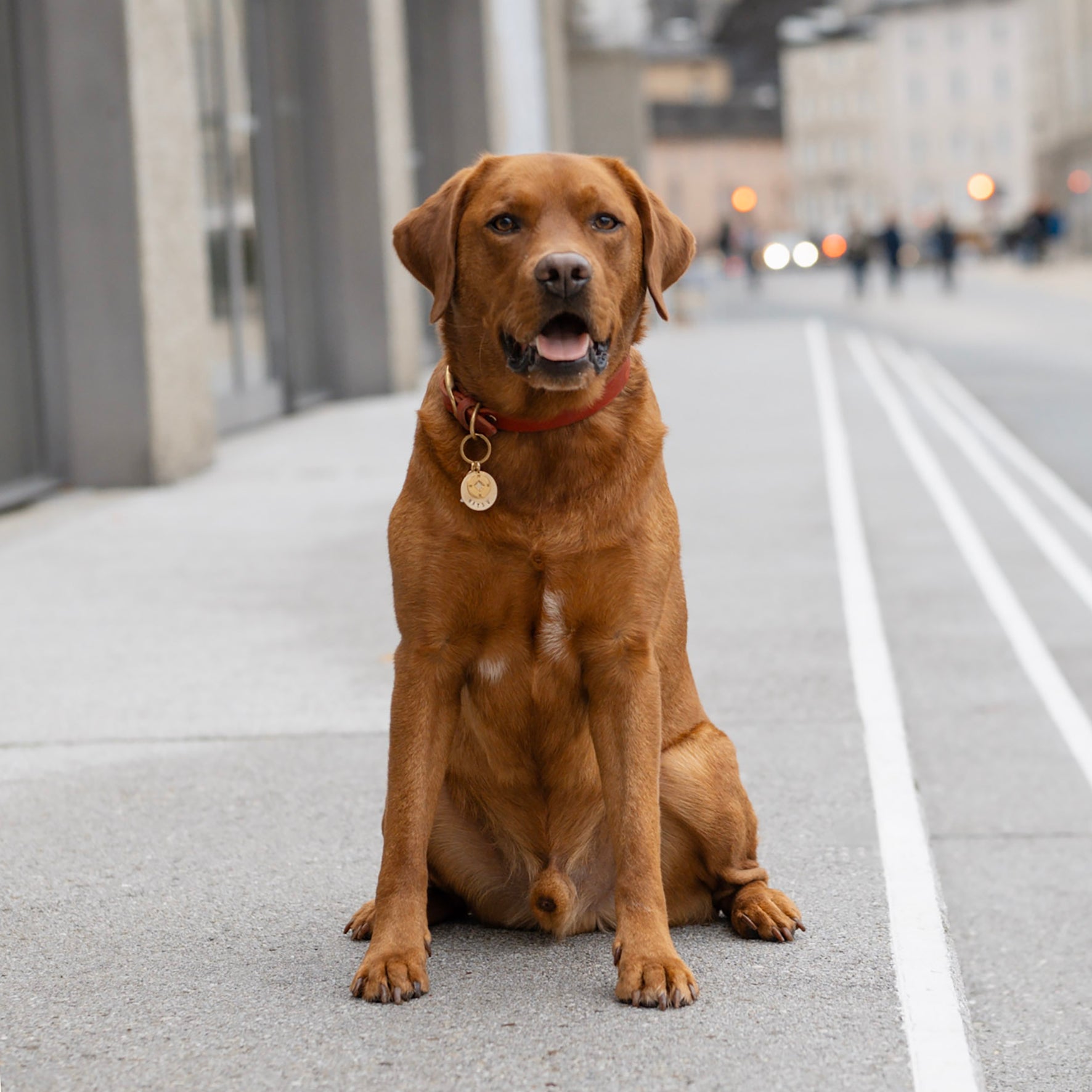 Personalisierte Hundemarke Rund Ø 30 mm mit Anhänger