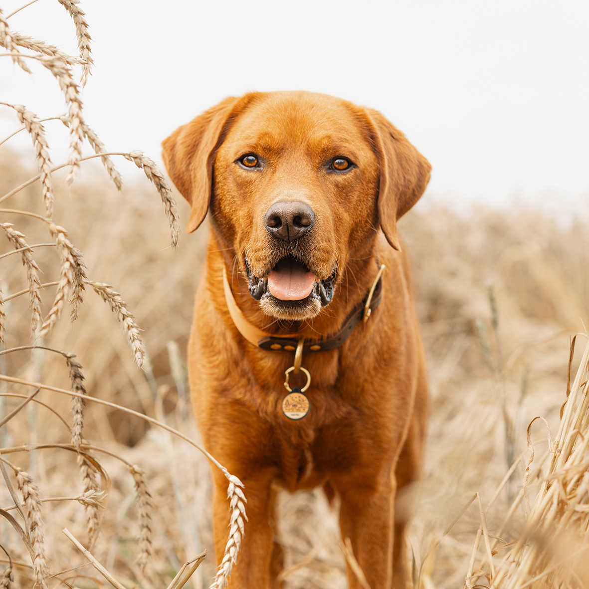 Silikon Hundemarke ® Terracotta | Ø 25mm