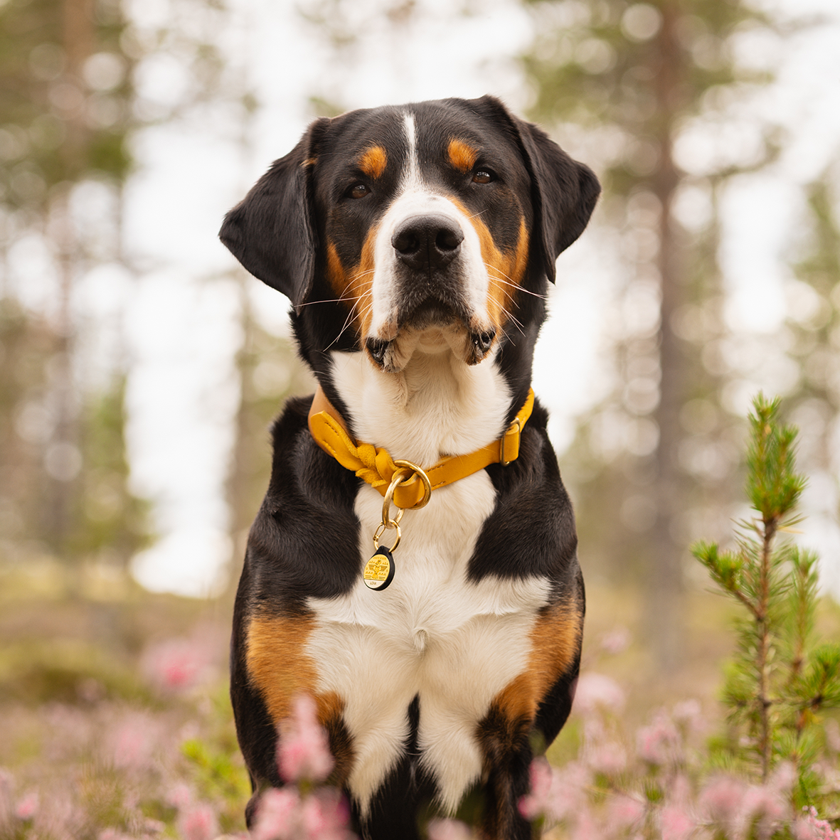 Silikon Hundemarke ® Curry | Ø 25mm