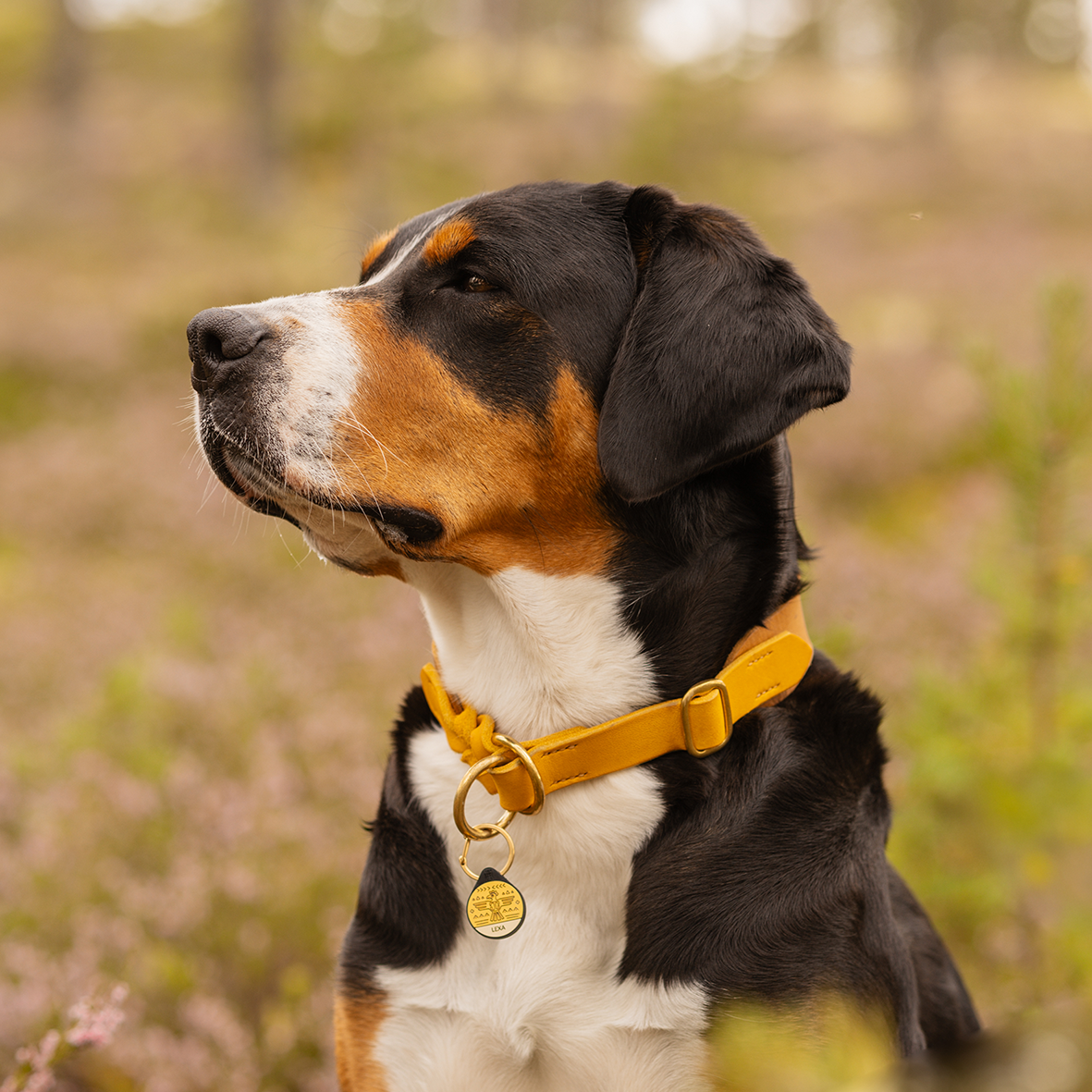 Silikon Hundemarke ® Curry | Ø 25mm