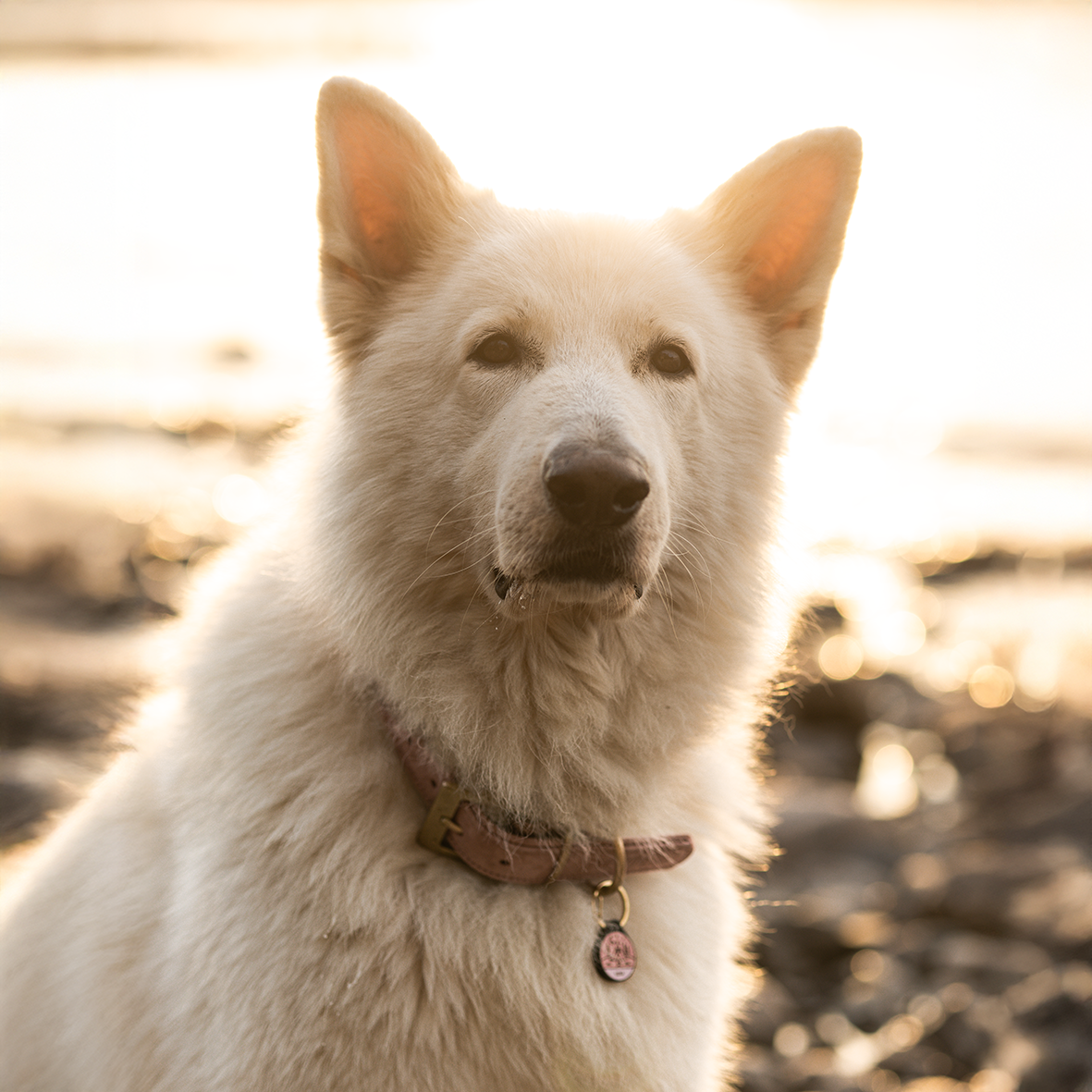 Silikon Hundemarke ® Rosé | Ø 25mm