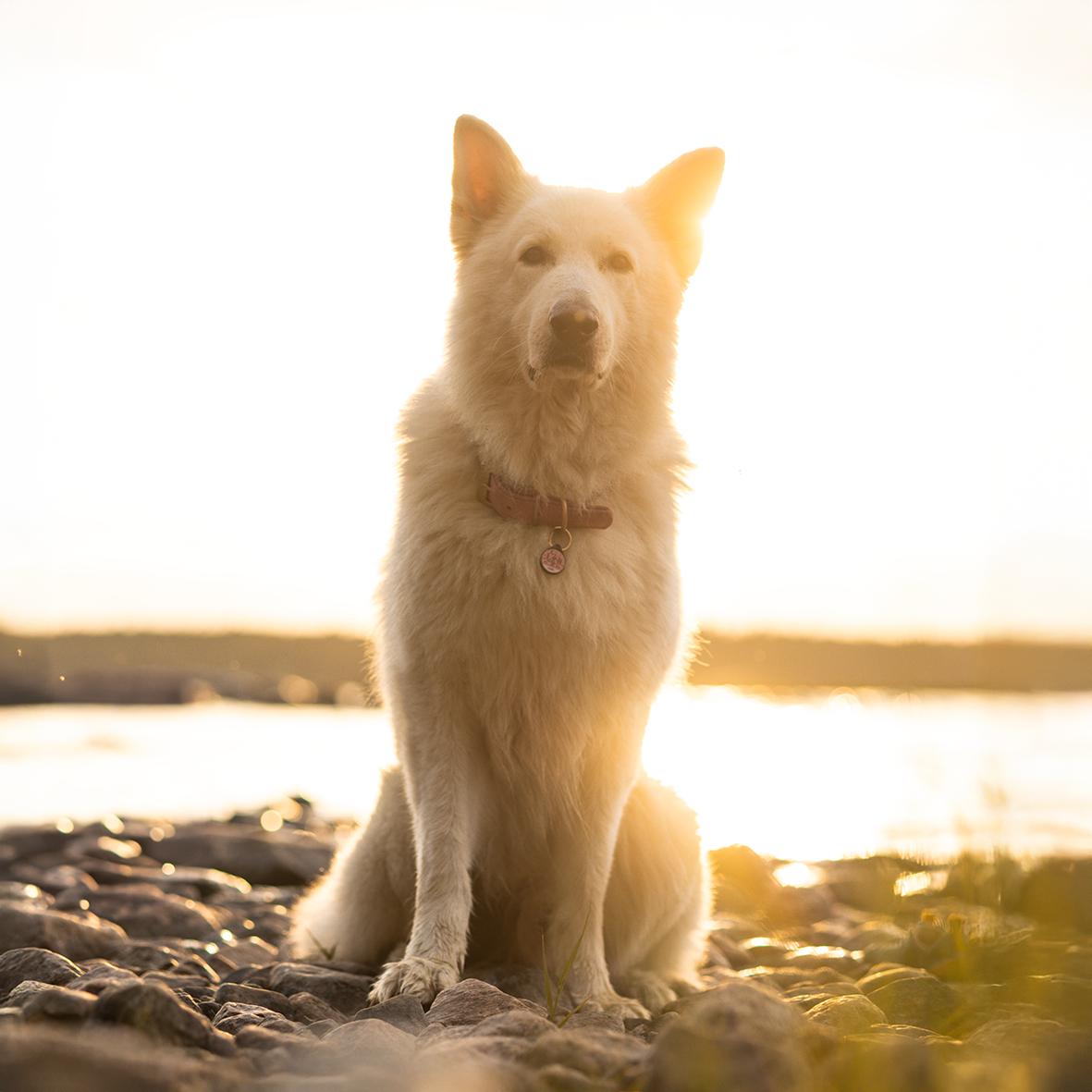 Silikon Hundemarke ® Rosé | Ø 25mm