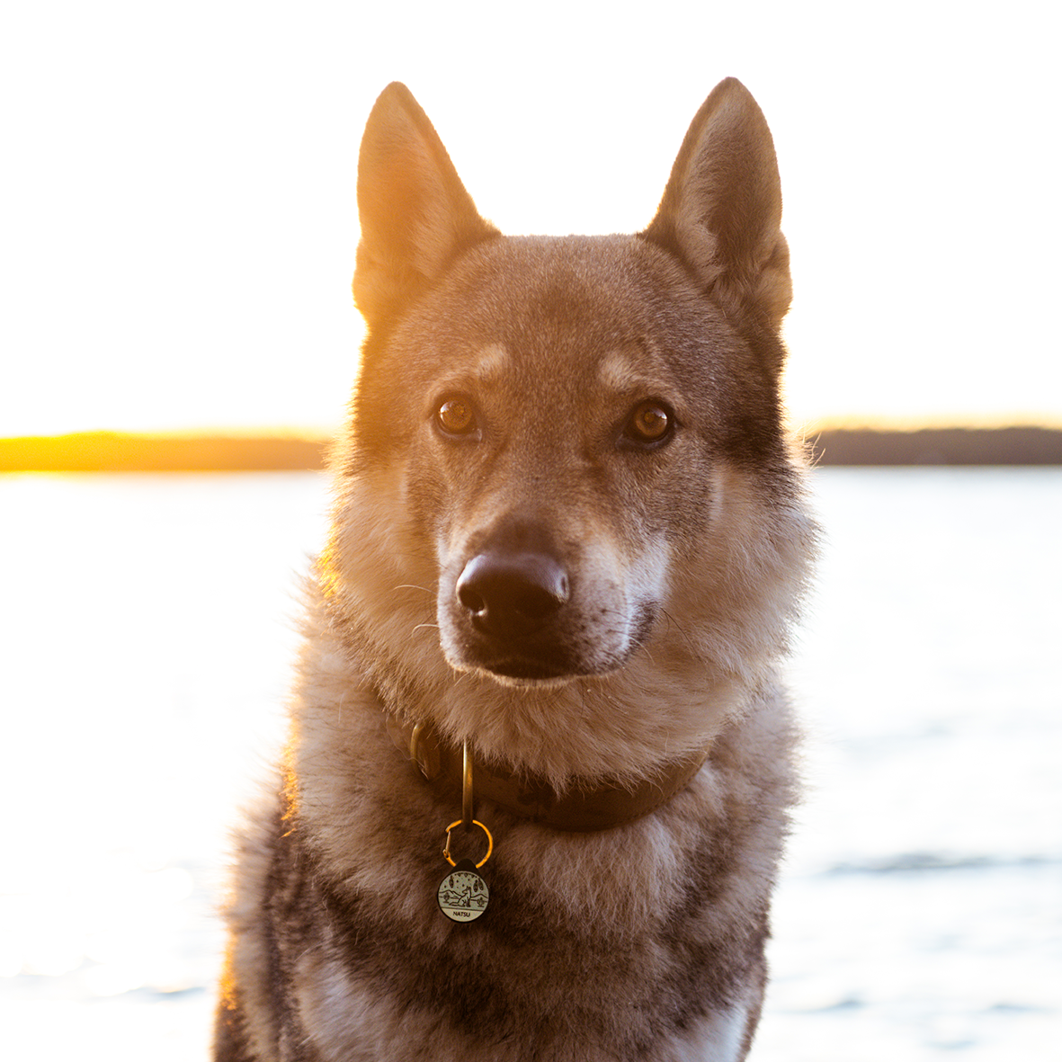 Silikon Hundemarke ® Salbei | Ø 25mm