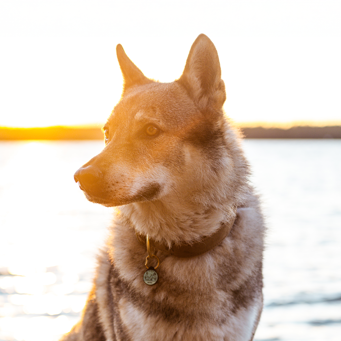Silikon Hundemarke ® Salbei | Ø 25mm