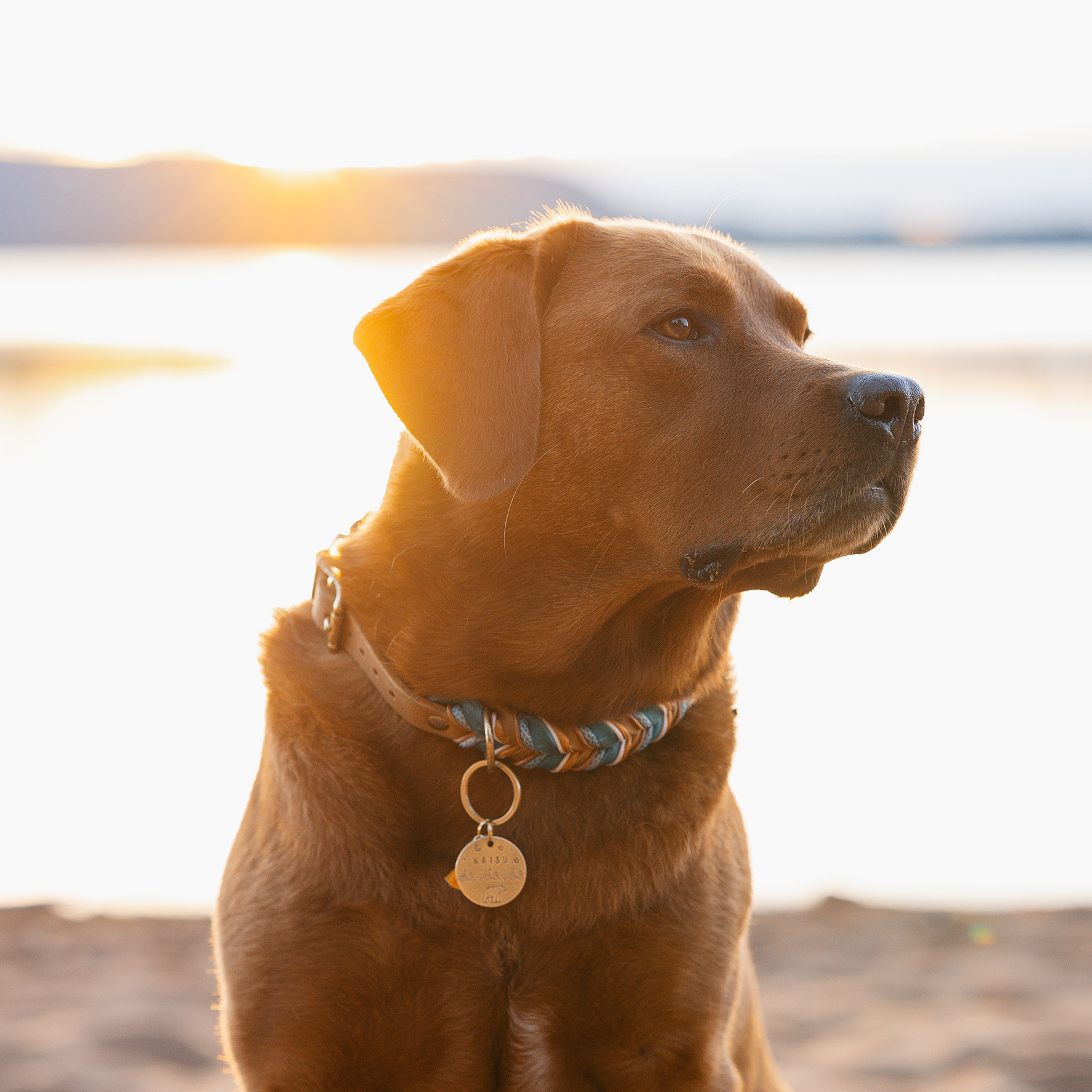 Personalisierte Hundemarke Rund Ø 30 mm